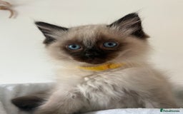 Ragdoll cats for sale: Chunky and fluffy pure ragdolls  in Gateshead - Image 16