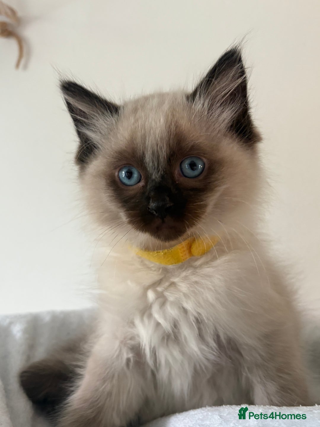 Ragdoll cats for sale: Chunky and fluffy pure ragdolls  in Gateshead - Image 16