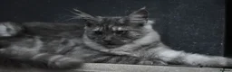 Maine Coon cats for sale: Gorgeous Champion Bloodline Maine Coon Kittens - Advert 6