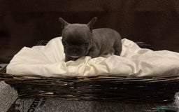 French Bulldog dogs for sale: 7 beautiful French bulldog puppies for sale - Image 13