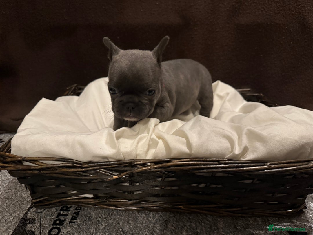 French Bulldog dogs for sale: 7 beautiful French bulldog puppies for sale - Image 13