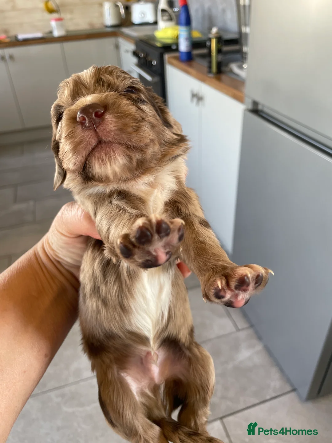 Cocker Spaniel dogs for sale: WORKING COCKER SPANIEL PUPS READY 26TH MAY - Advert 2