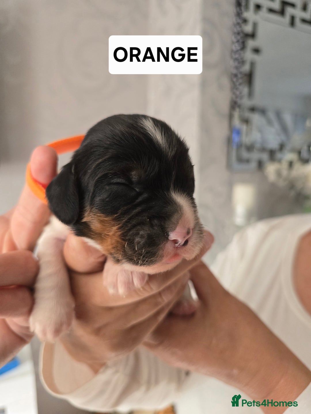 Cocker Spaniel dogs for sale: Pedigree working cocker puppies  - Image 7