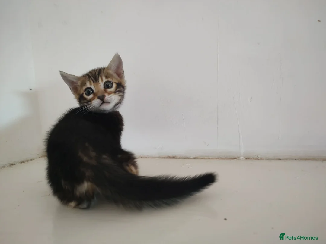 Bengal cats for sale: Bengal kitten girl - Advert 1