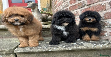 Toy Poodle dogs - Advert 13