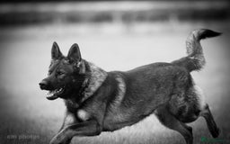 German Shepherd dogs for sale: Super Working Line German Shepherd Puppies - Image 11