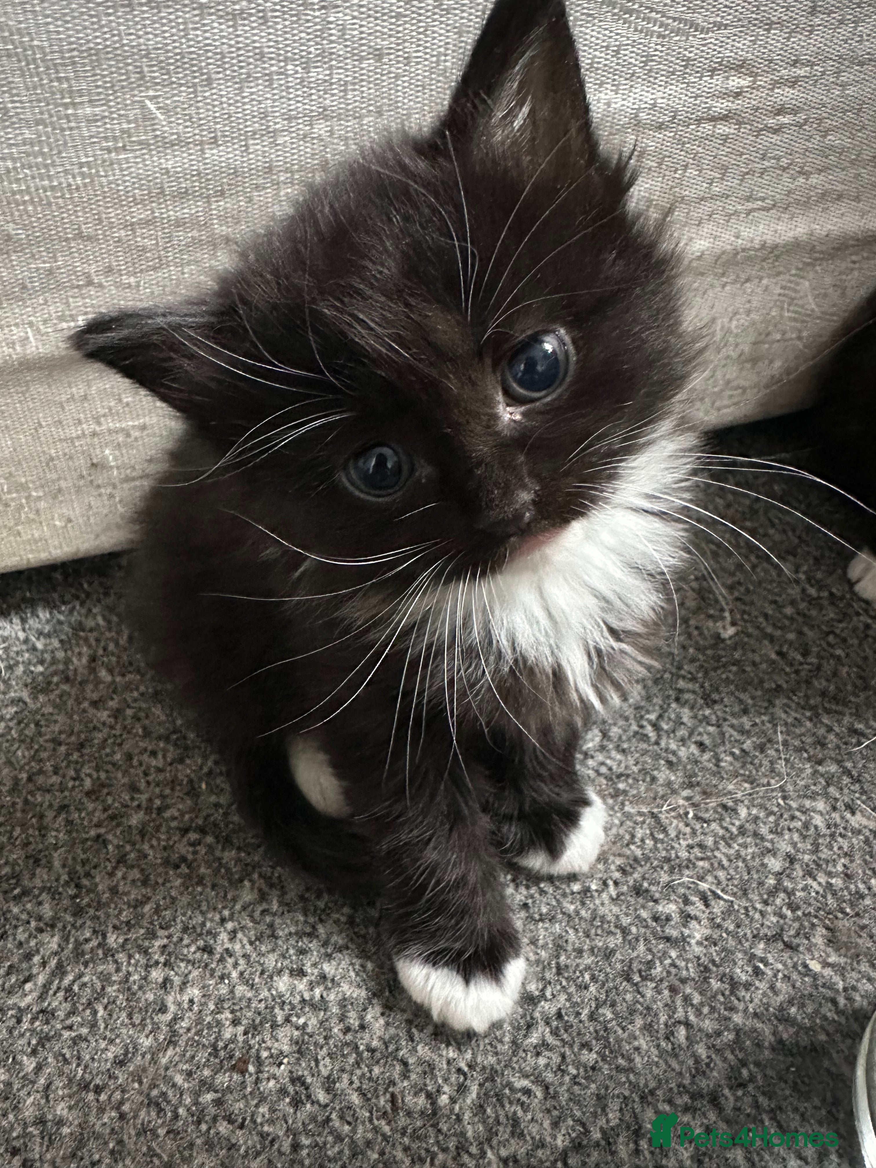 Siberian cats 1 female siberian Kitten & Mother Cat Available - Advert 1