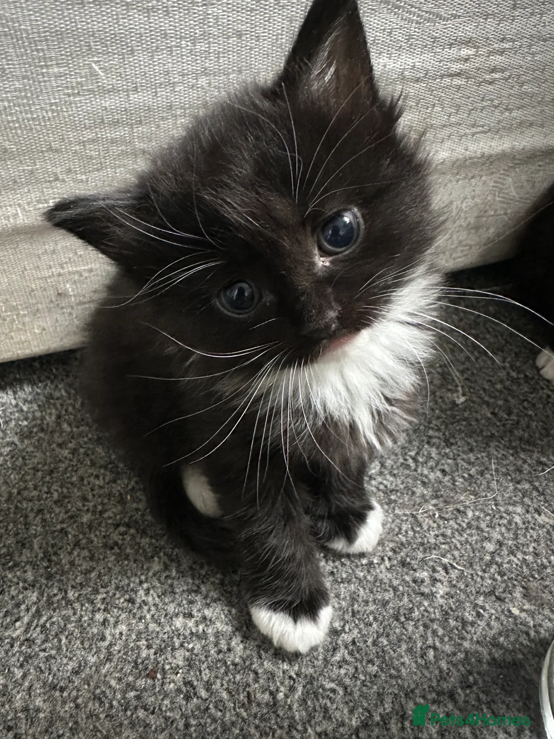 Siberian cats for sale: 1 female siberian Kitten & Mother Cat Available - Advert 1