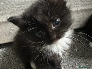 Siberian cats 1 female siberian Kitten & Mother Cat Available - Advert 1