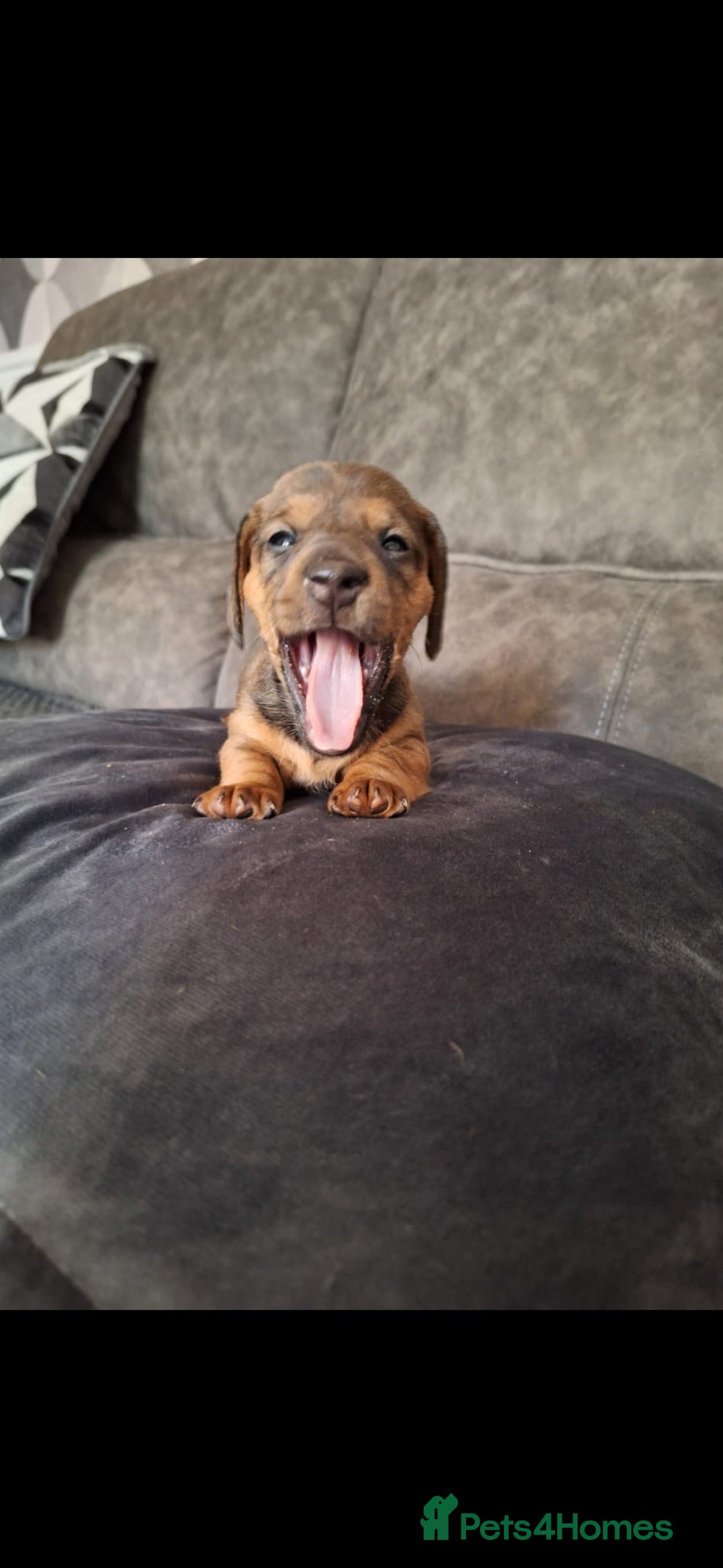 Miniature Dachshund dogs for sale: Miniature Dachshund Puppy  - Advert 5