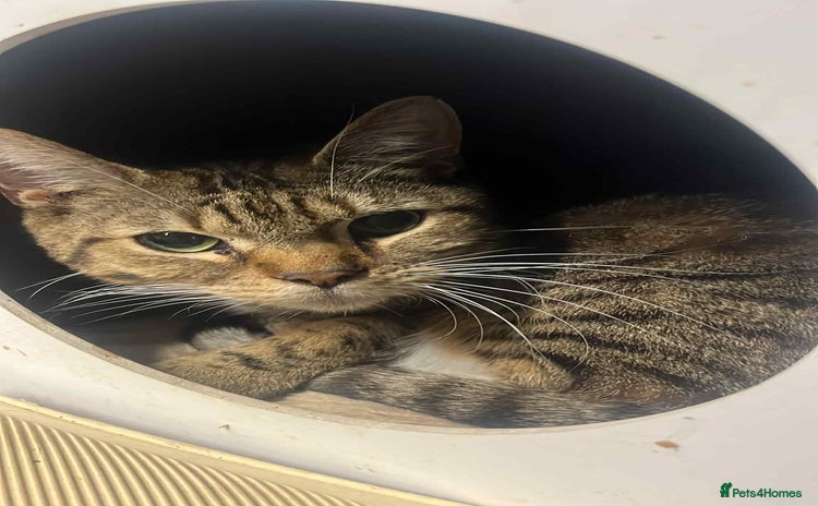 Mixed Breed cats Tuxedo boy, cat - Advert 14