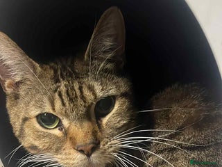 Mixed Breed cats Tuxedo boy, cat - Advert 3