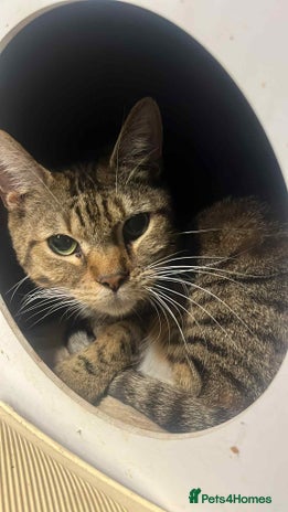 Mixed Breed cats Tuxedo boy, cat - Advert 14