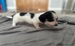 Miniature Dachshund dogs for sale: Long haired miniature dachshund  - Image 19