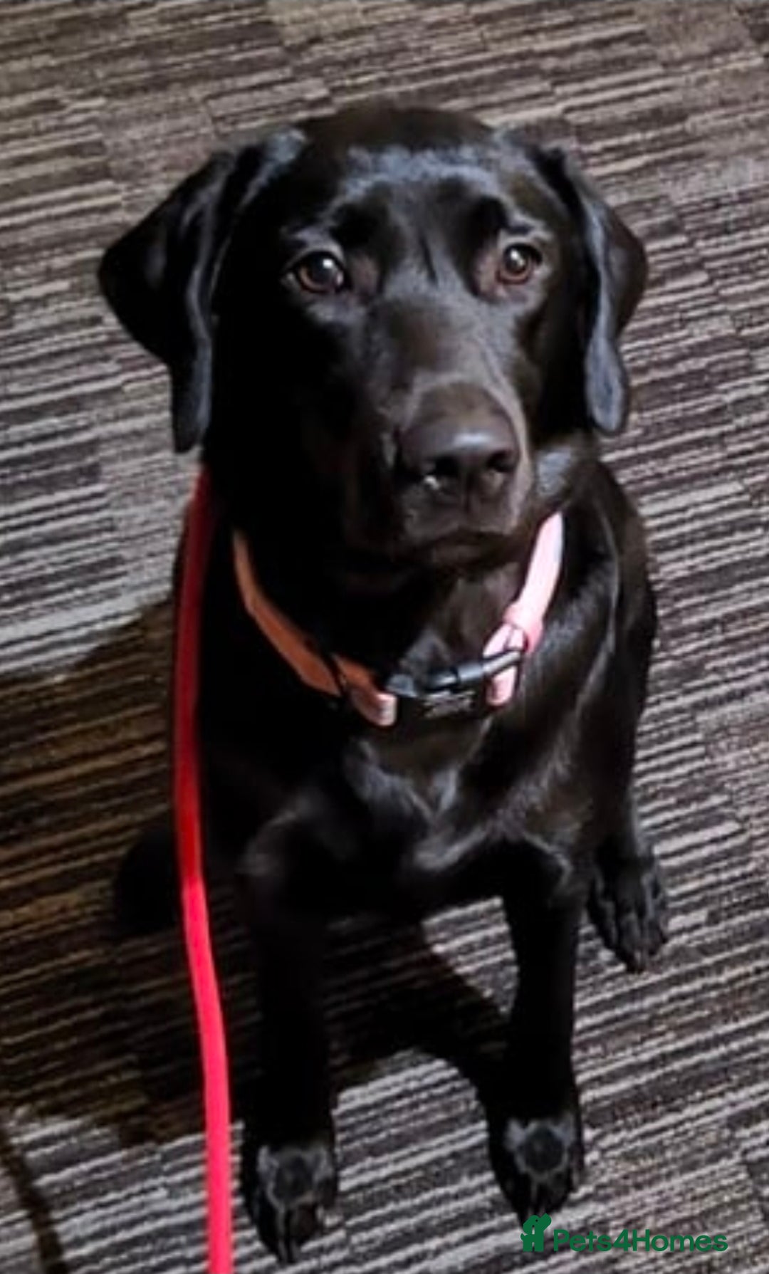 Labrador Retriever dogs for sale: 2 year old kc registered female  - Advert 1