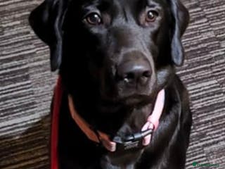 Labrador Retriever dogs 2 year old kc registered female - Advert 1