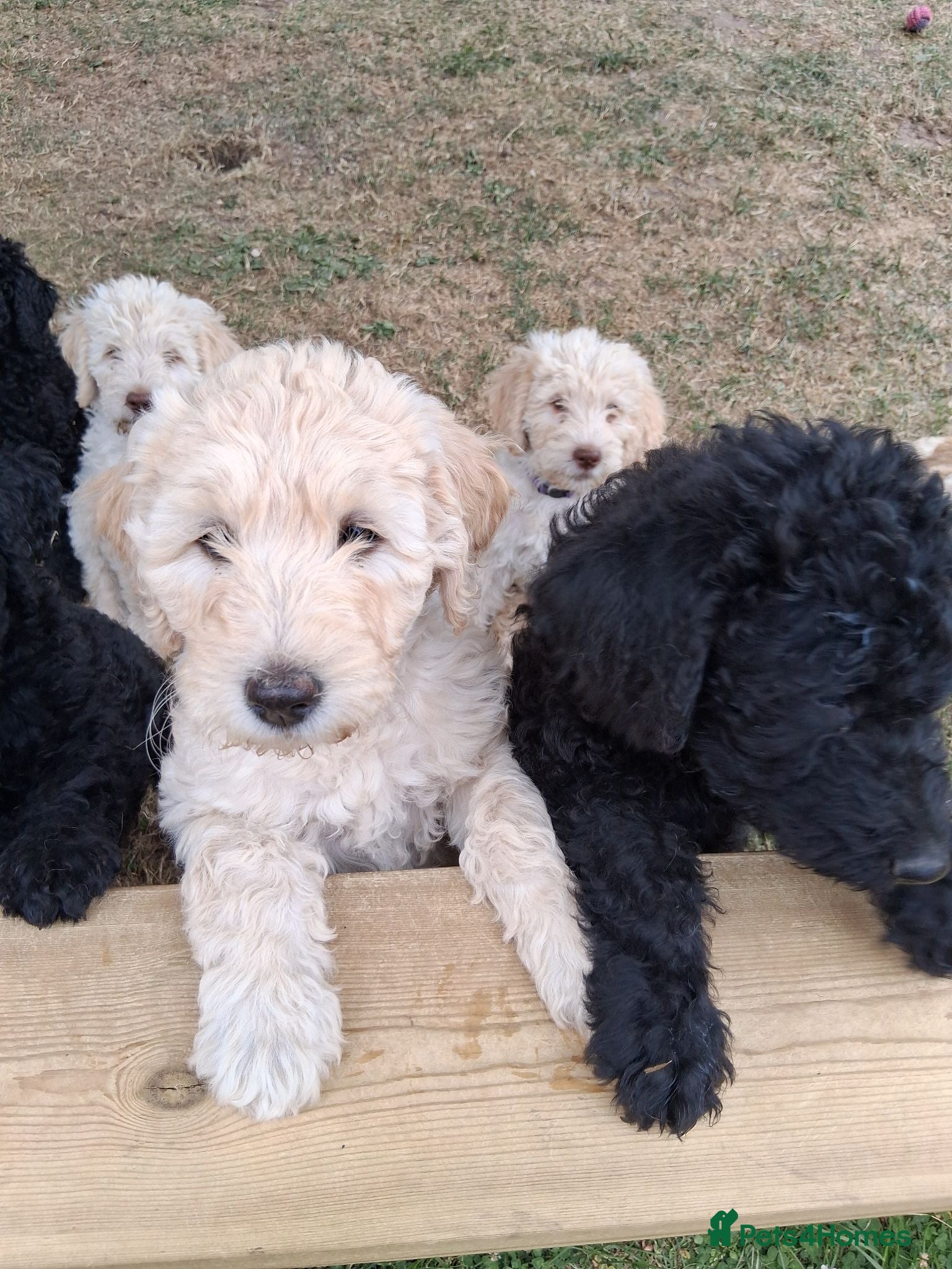 Labradoodle dogs Multi generation Standard labradoodles  - Advert 2