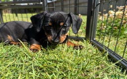 Miniature Dachshund dogs for sale: **We have adorable miniature dachshund puppies** - Image 3