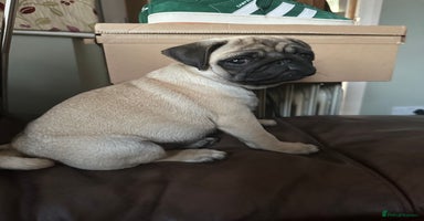 Pug dogs - Advert 3