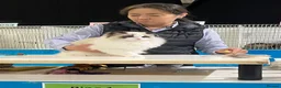 Ragdoll cats for sale: Exceptional ragdoll boy - Advert 6