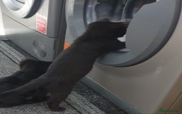 Mixed Breed cats for sale: 5 sweet and purr-fect chocolate brownie babies 🐾 - Image 20