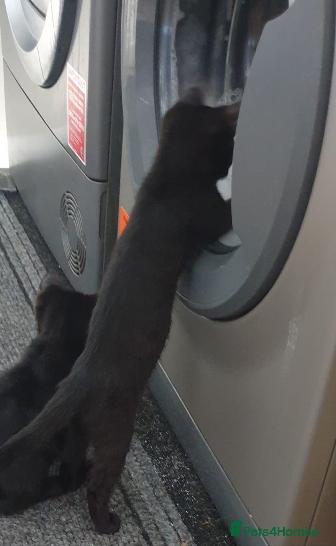Mixed Breed cats for sale: 5 sweet and purr-fect chocolate brownie babies 🐾 - Image 20