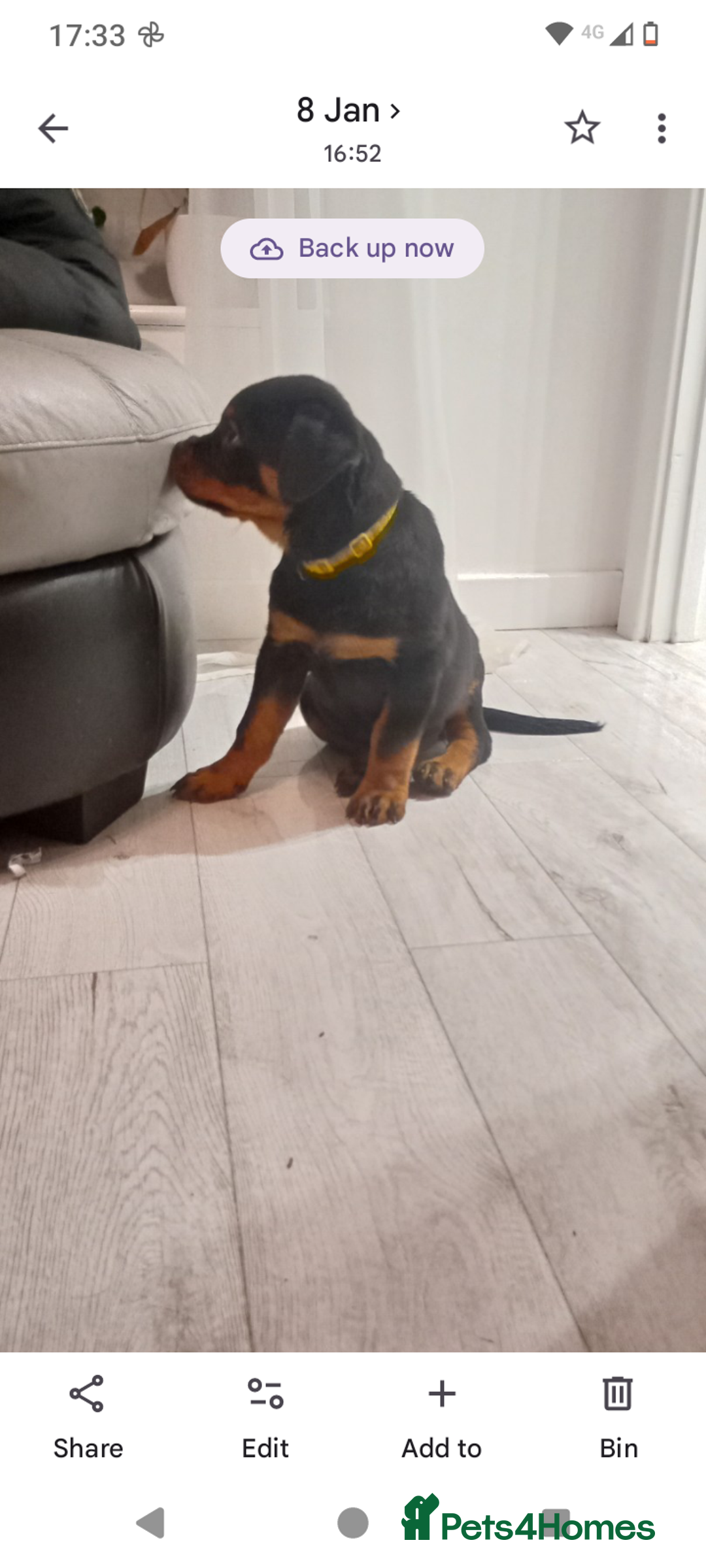 Rottweiler dogs for sale: ROTTWEILER PUPPIES- READY NOW - ONLY ONE LEFT!! - Advert 20