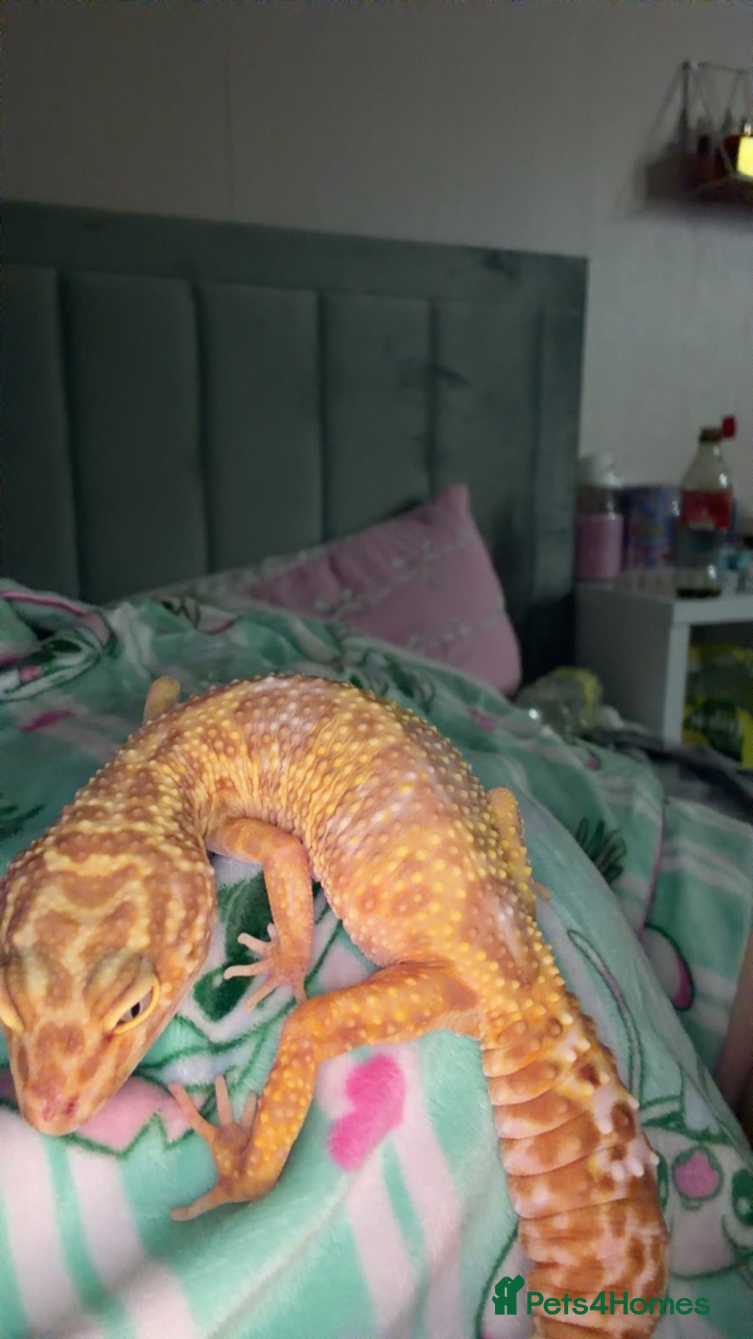 Leopard Gecko reptiles Leopard gecko🦎 - Advert 1