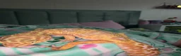 Leopard Gecko reptiles for sale: Leopard gecko🦎 in Darlington - Advert 1