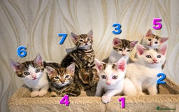 Mixed Breed cats for sale: 7 adorable kittens looking for loving homes - Image 2