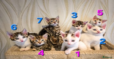 Mixed Breed cats - Advert 5