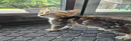 Mixed Breed cats for sale: Tortoishell female kitten 10 weeks - Advert 5