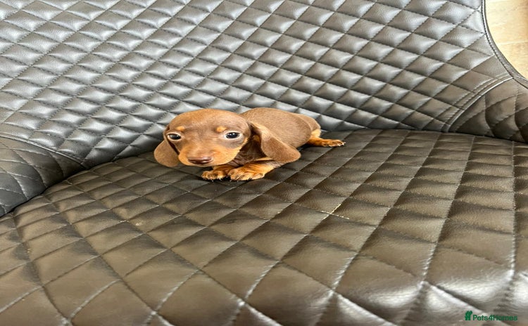 Dachshund dogs - Advert 1