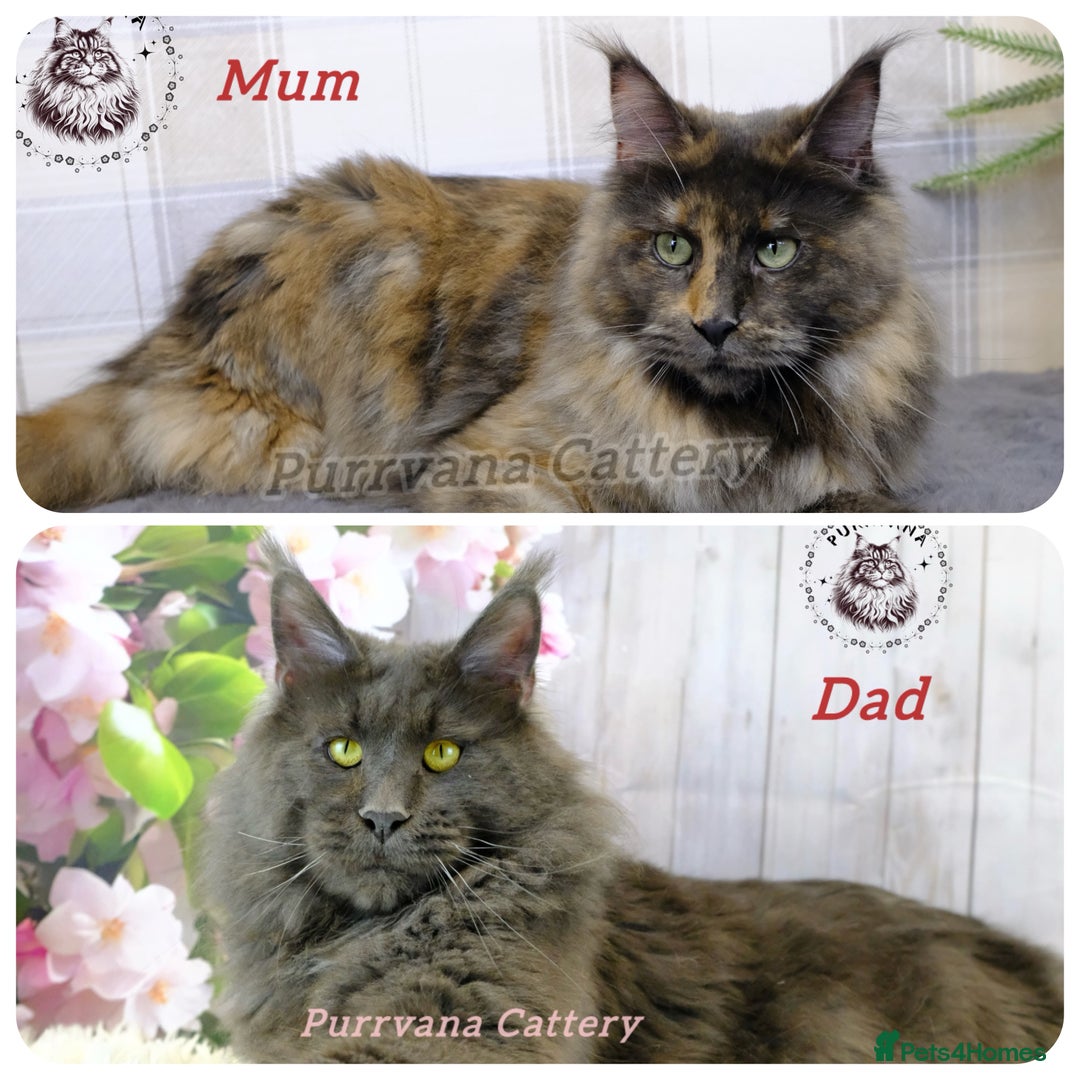 Maine Coon cats for sale: TICA registration Stunning Maine coon kittens - Advert 6