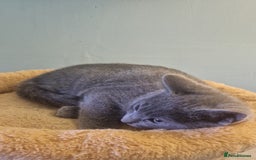 Russian Blue cats for sale: Beautiful Russian blue kittens  - Image 1