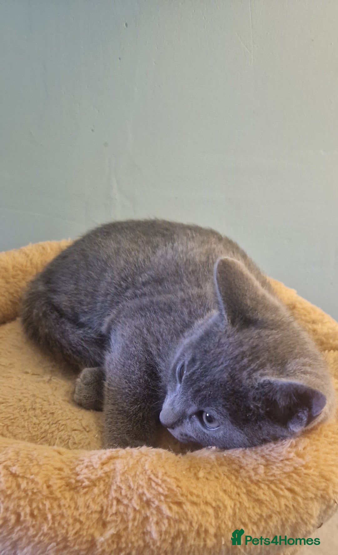 Russian Blue cats for sale: Beautiful Russian blue kittens  - Image 1