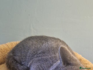 Russian Blue cats - Advert 28