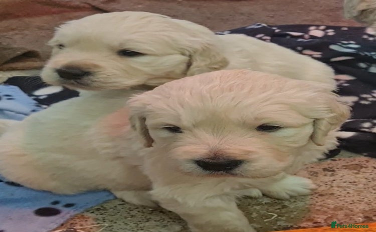 Golden Retriever dogs - Advert 15