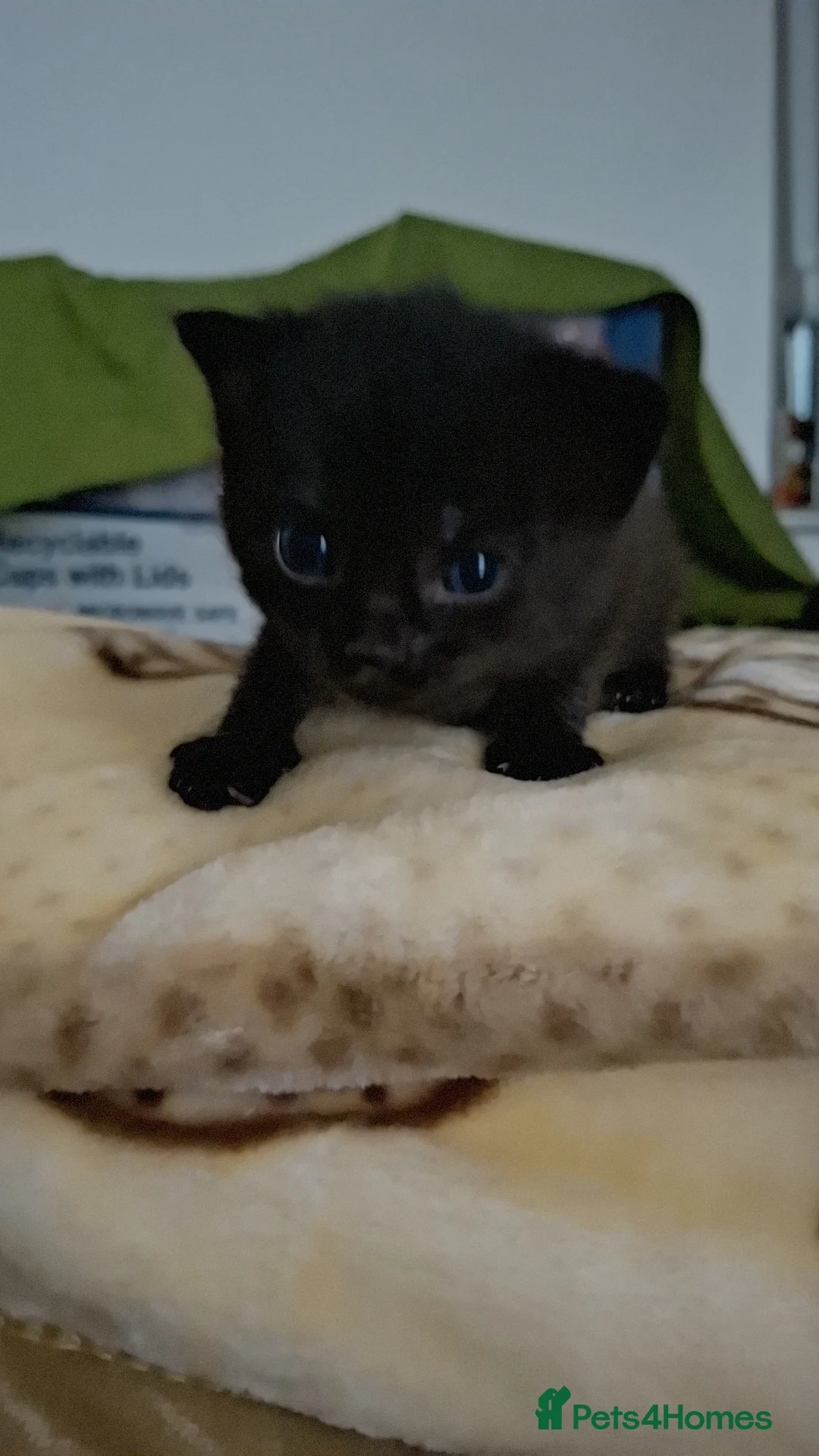 Mixed Breed cats for sale: 5 Lovely kittens looking for a home!! - Advert 28