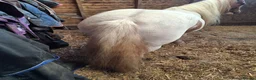 Irish Cob horses for sale: Champ cob cross  in Thatcham - Advert 3