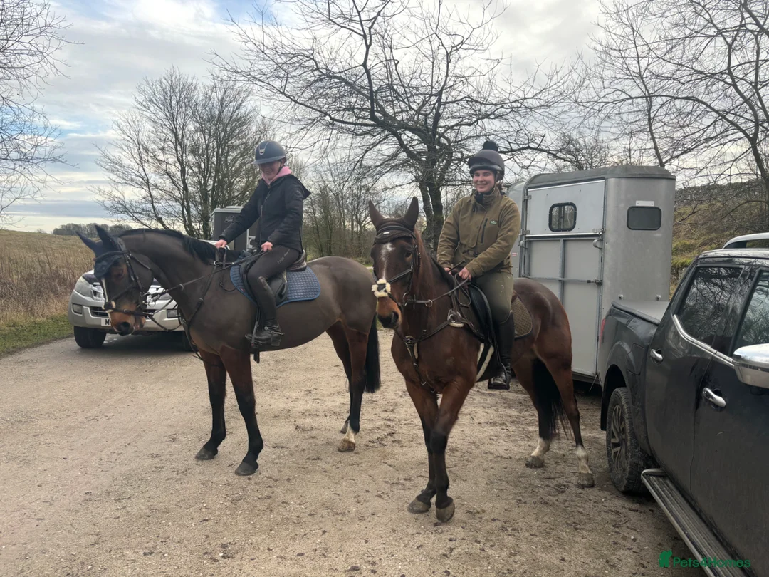 American Standardbred horses for sale: Ernie standardbred gelding  - Advert 6