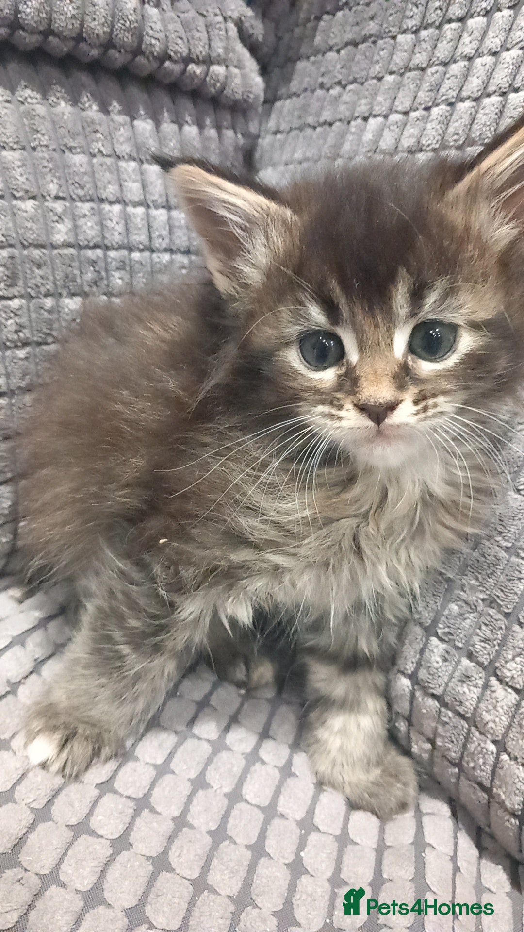 Maine Coon cats for sale: Beautiful Maine Coon kittens  - Advert 6