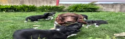 Sprollie dogs for sale: Sprollie Pups looking for forever homes - Advert 6