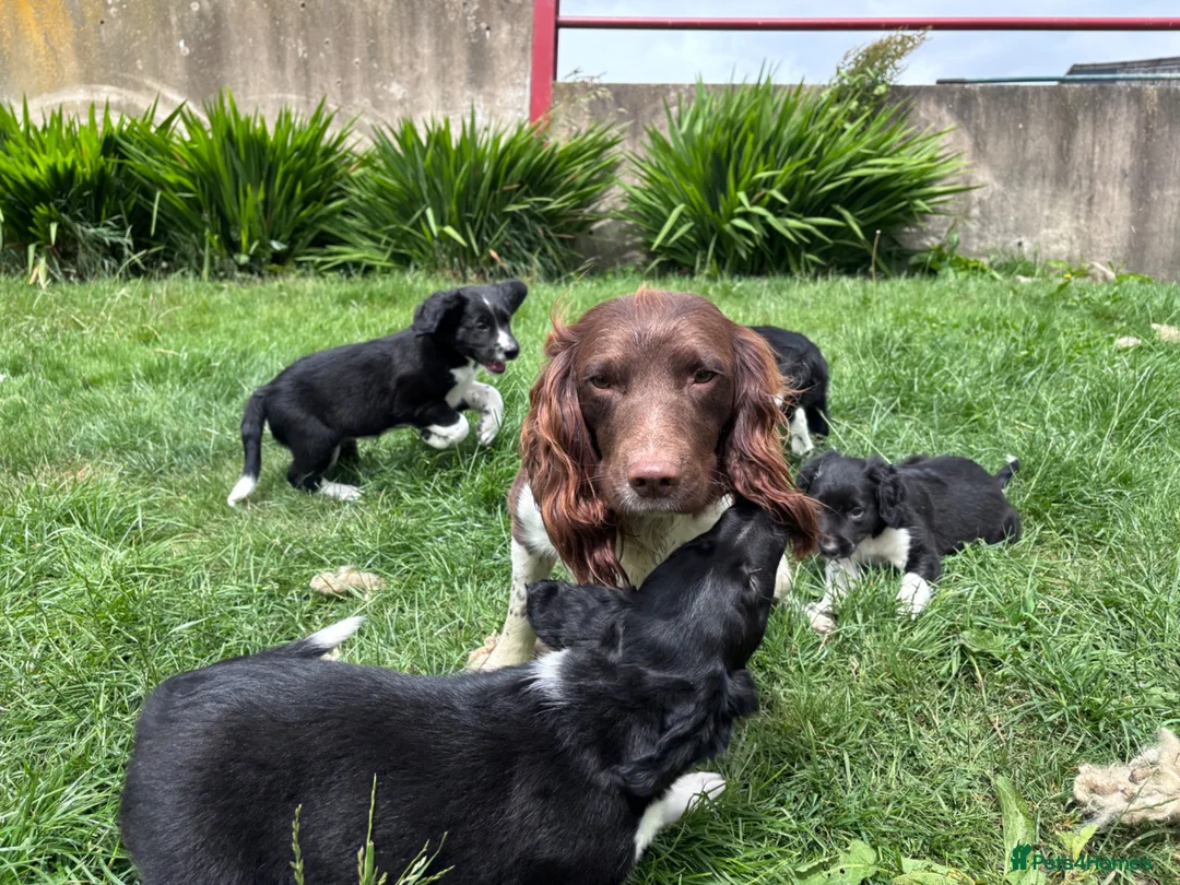 Sprollie dogs for sale: Sprollie pups - 2 Boys left - Advert 7