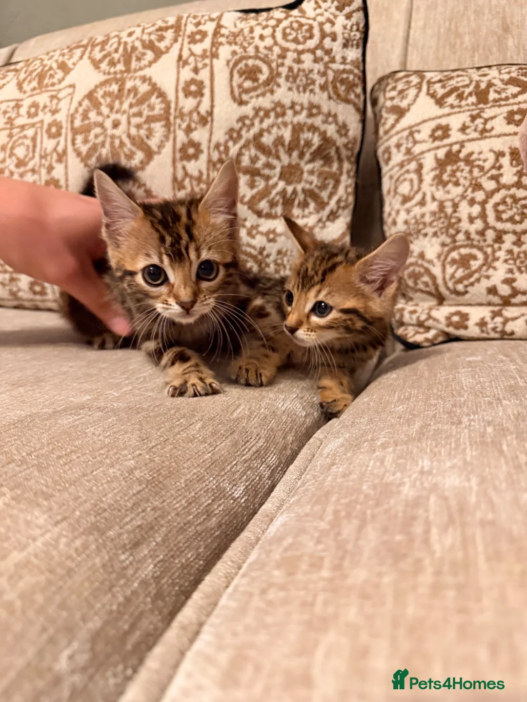 Bengal cats for sale: Bengal X Kittens  - Advert 1