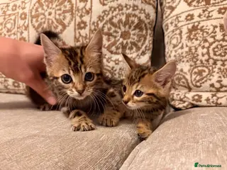 Bengal cats Bengal X Kittens - Advert 1