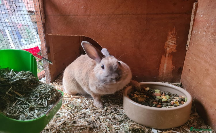 Havana rabbits - Advert 1