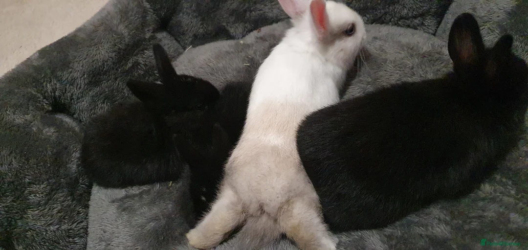 Mixed Breed rabbits for sale: Northandwaf  - Advert 11