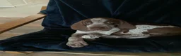 Bracco Italiano dogs for sale: Wonderful litter  - Advert 17