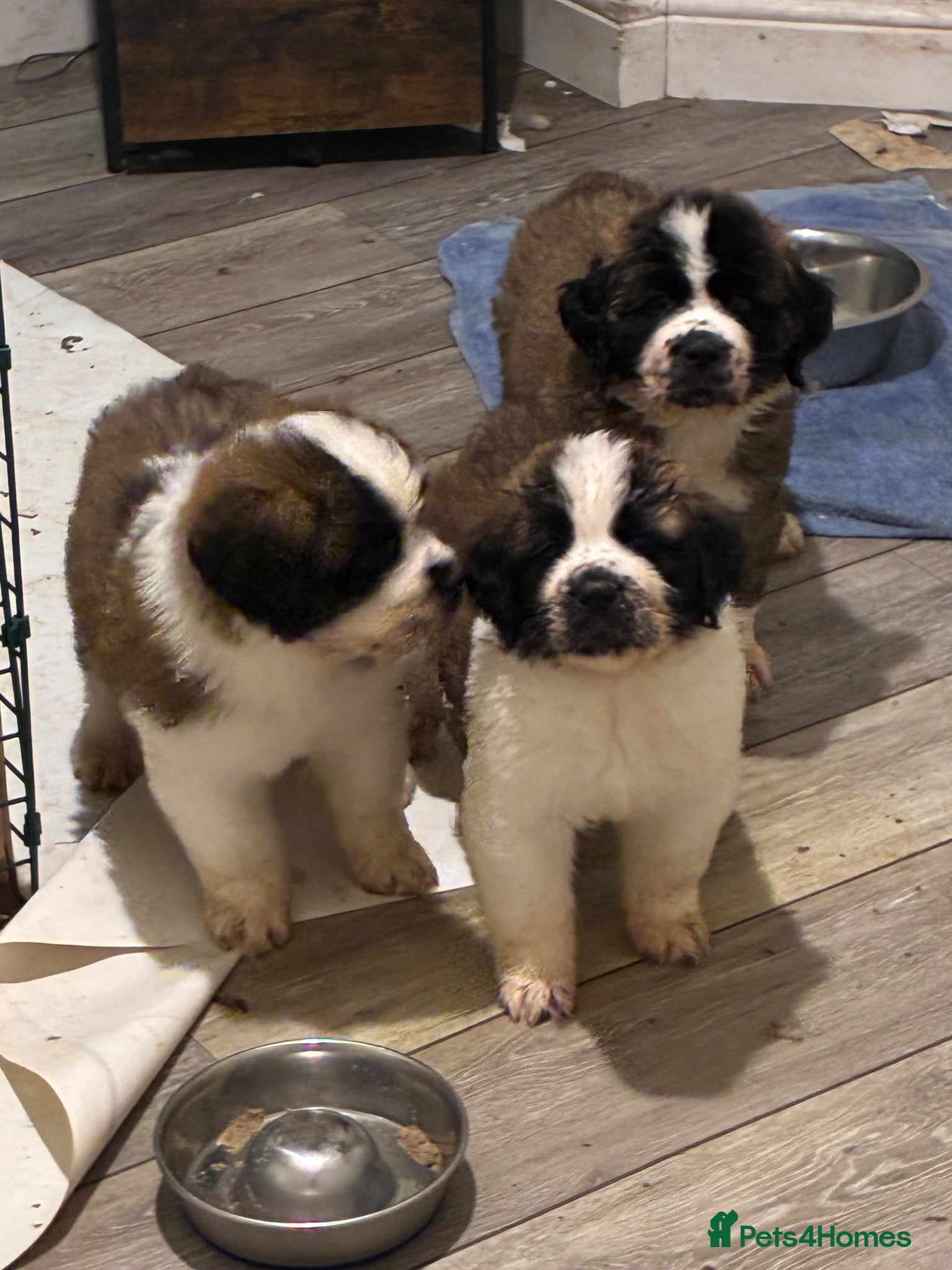 Saint Bernard dogs Saint Bernard Puppies  - Advert 2